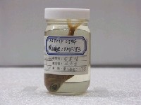 藏品(曳絲鰏)的圖片